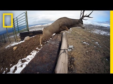 A Deer Migration You Have to See to Believe - UCpVm7bg6pXKo1Pr6k5kxG9A