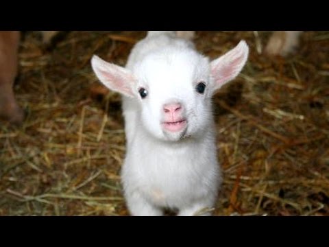 Cutest animal sounds - Funny and cute animal compilation - UC9obdDRxQkmn_4YpcBMTYLw