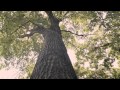Summons (2012)