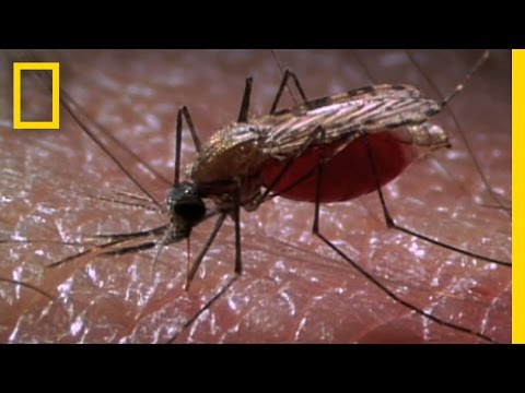 New Laser Zaps Mosquitoes in SlowMotion | National Geographic - UCpVm7bg6pXKo1Pr6k5kxG9A