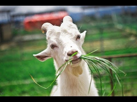 Crianza  y Manejode Cabras en El Retiro Antioquia Colombia- TvAgro por Juan Gonzalo Angel - UCzW1r6IO7r8C2RPLZrD5lwA