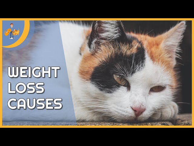 do-cats-lose-weight-in-the-summer-hayfarmguy