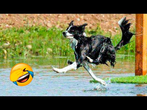 Funniest Dogs And Cats Videos - Best Funny Animal Videos 2022 😂 - UC09IvZwjpunzrdHH1EHok-w
