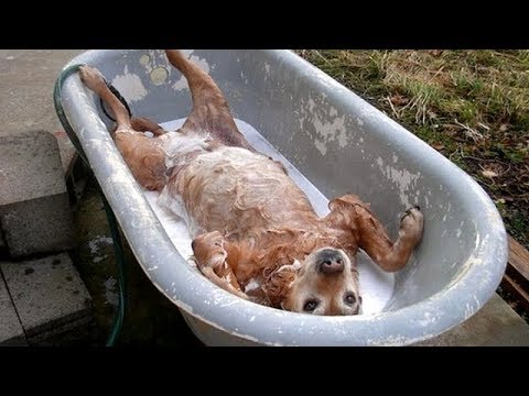 FUNNY DOGS, prepare yourself to CRY WITH LAUGHTER! - Best DOG VIDEOS - UCKy3MG7_If9KlVuvw3rPMfw