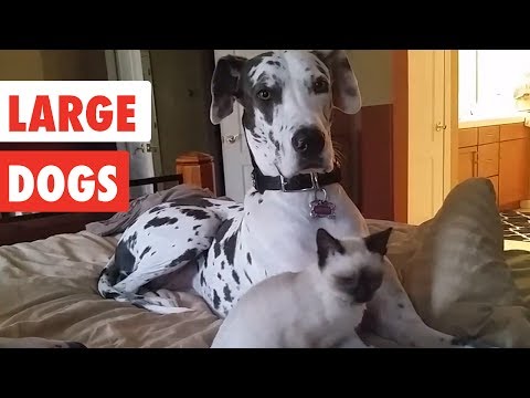 Large Dogs | Funny Dog Video Compilation 2017 - UCPIvT-zcQl2H0vabdXJGcpg