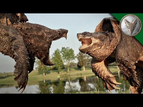 Alligator Snapping Turtle vs Common Snapping Turtle - UC6E2mP01ZLH_kbAyeazCNdg