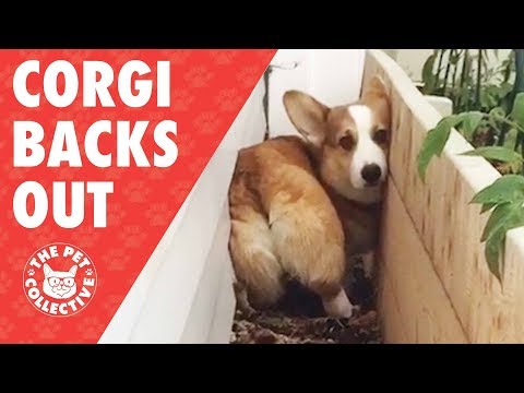 Corgi Butt | Corgi Backs Out In The Cutest Way Possible - UCPIvT-zcQl2H0vabdXJGcpg