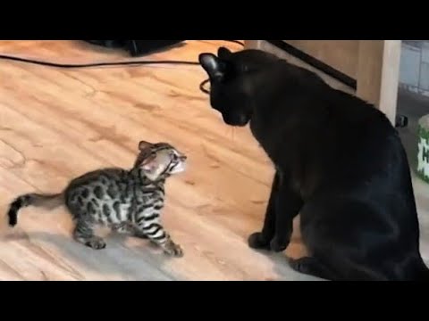 Funny animals - Funny cats / dogs - Funny animal videos 205 - UCcnThqTwvub5ykbII9WkR5g