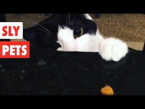 Sly Pets | Funny Pet Video Compilation 2017 - UCPIvT-zcQl2H0vabdXJGcpg
