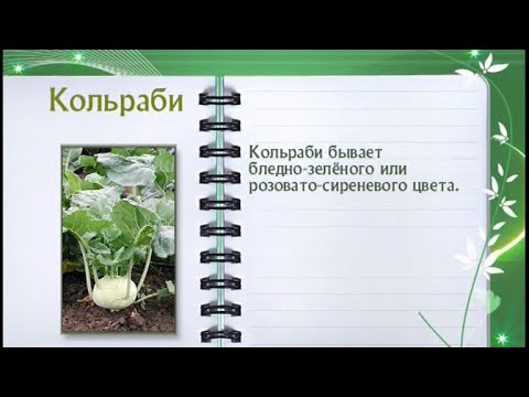 Кулинарная энциклопедия - Кольраби - UC7XBjhXnmmXFsxmnys9PmDQ