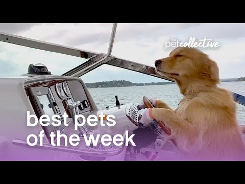 Best Pets of the Week - I'M THE DOG CAPTAIN NOW | The Pet Collective - UCPIvT-zcQl2H0vabdXJGcpg
