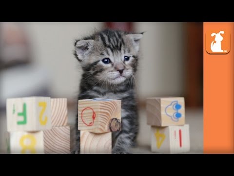 Cutest Rescue Kitten Learns his ABCs with Baby Blocks! - Kitten Love - UCPIvT-zcQl2H0vabdXJGcpg
