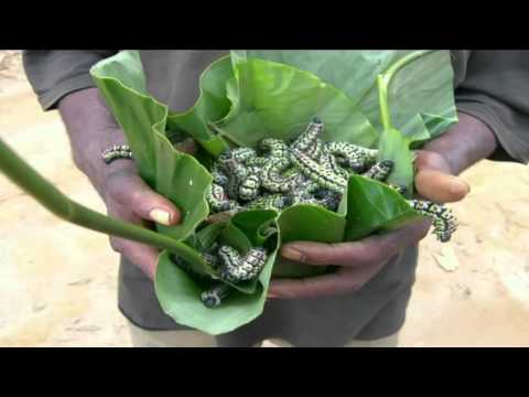 Extreme citizen science in the Congo Basin | Jerome Lewis | TEDxUCL - UCsT0YIqwnpJCM-mx7-gSA4Q