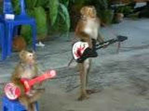 Monkey guitarist