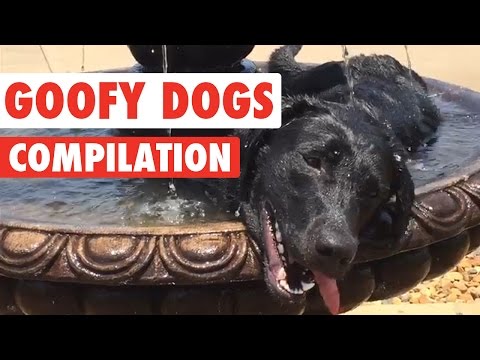 Goofy Dogs Video Compilation 2016 - UCPIvT-zcQl2H0vabdXJGcpg