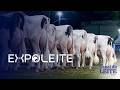 EXPOLEITE 2026