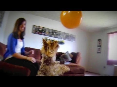 Popeye the Yorkie Loves Balloons!  TheRcSaylors - UCYWhRC3xtD_acDIZdr53huA