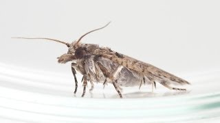 Controlling Insects with Sex