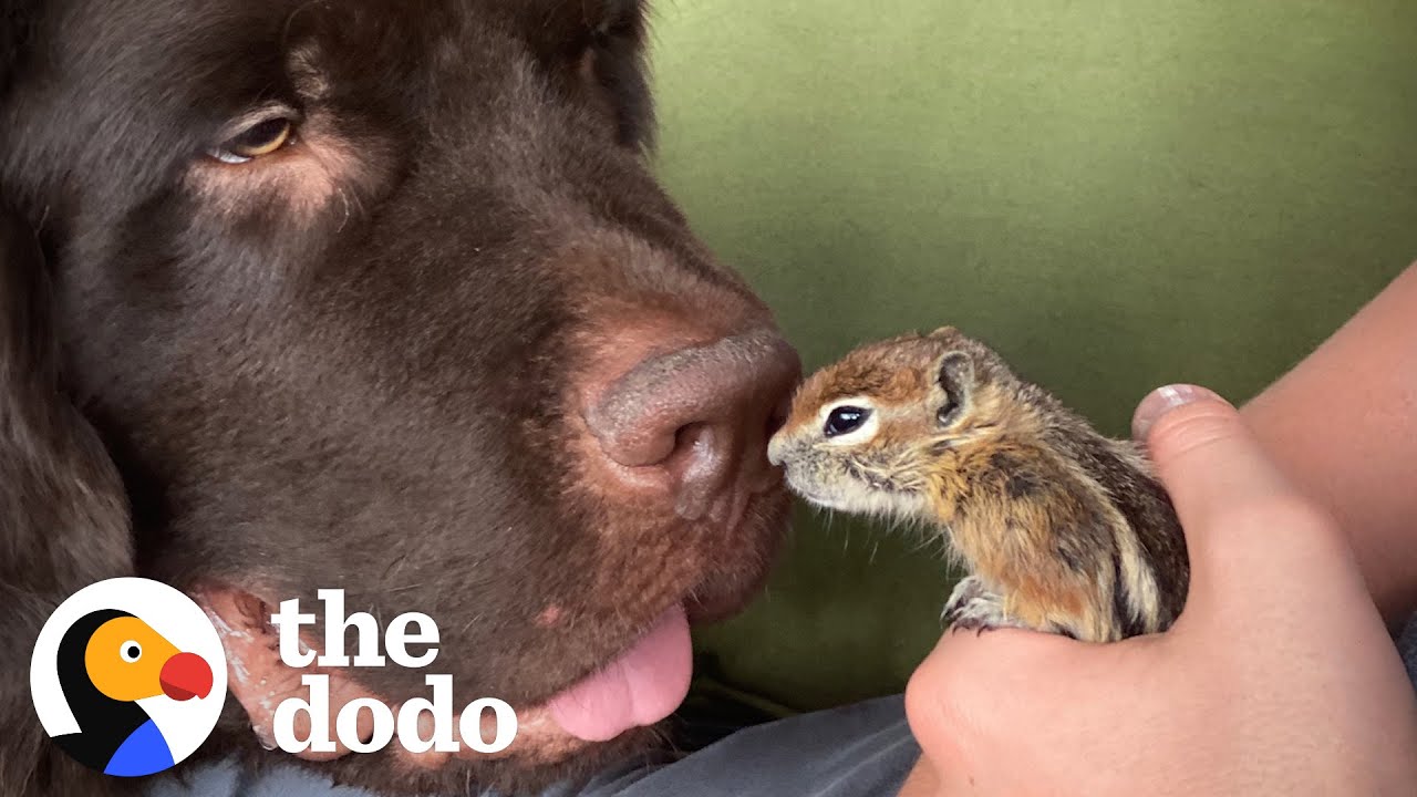 Baby Chipmunk Burrows Into Giant 115-Pound Dog’s Fur | The Dodo