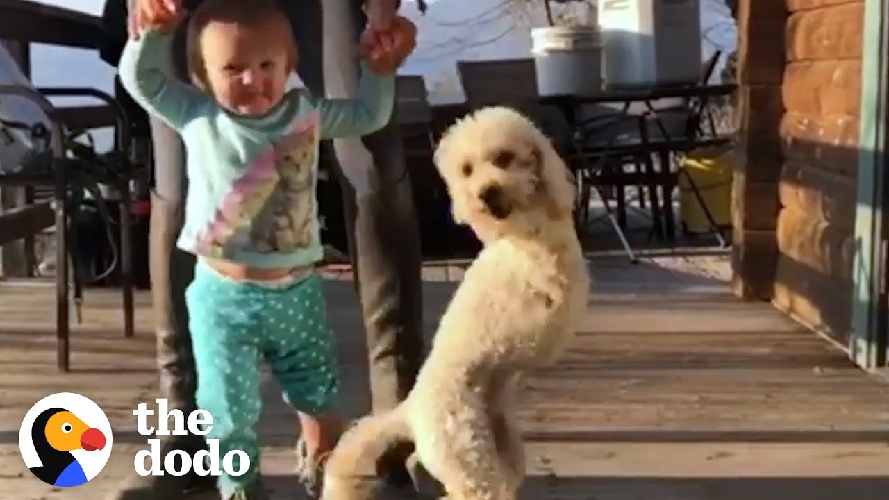 Poodle Who Lost Her Front Legs Teaches Her Baby Sister How To Walk | The Dodo