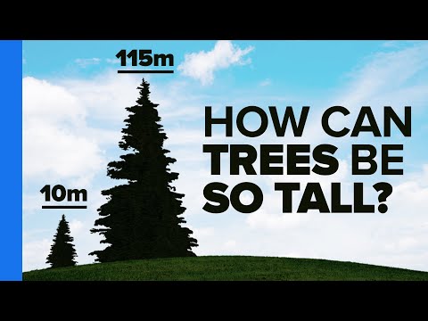 The Most Amazing Thing About Trees - UCHnyfMqiRRG1u-2MsSQLbXA