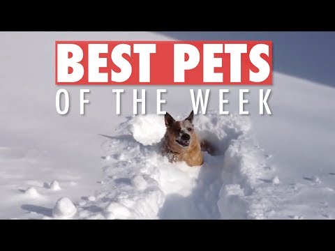 Best Pets of the Week | November 2018 Week 2 - UCPIvT-zcQl2H0vabdXJGcpg