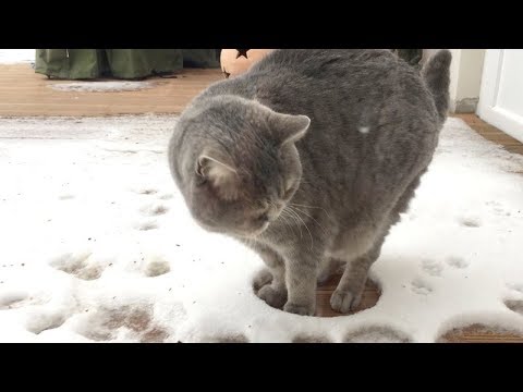 TRY NOT TO LAUGH all you want but YOU WILL FAIL - FUNNY ANIMAL compilation - UC9obdDRxQkmn_4YpcBMTYLw