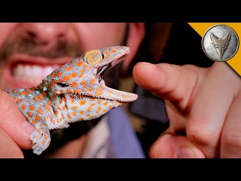 CHOMPED by a GECKO! - UC6E2mP01ZLH_kbAyeazCNdg