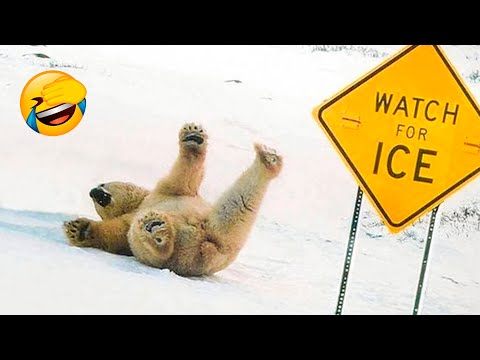 Best Funny Animal Videos 2022 🐴 - Funniest Dogs And Cats Videos 😁🙈 - UC09IvZwjpunzrdHH1EHok-w