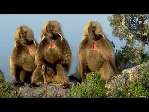 Defending a monkey harem - Clever Monkeys - BBC Earth - UCwmZiChSryoWQCZMIQezgTg