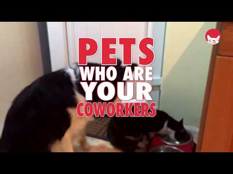 Pets Who Are Your Coworkers - UCPIvT-zcQl2H0vabdXJGcpg