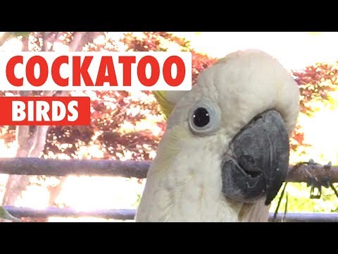 Funny Cockatoo Video Compilation 2018 - UCPIvT-zcQl2H0vabdXJGcpg