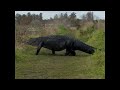 Alligator géant 