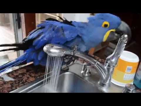 Duş Alan Zeki Papağan