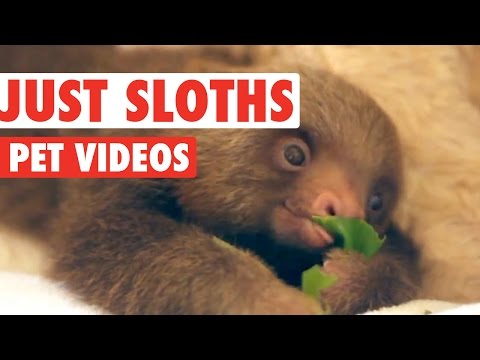 Superb Sloth Video Compilation 2016 - UCPIvT-zcQl2H0vabdXJGcpg