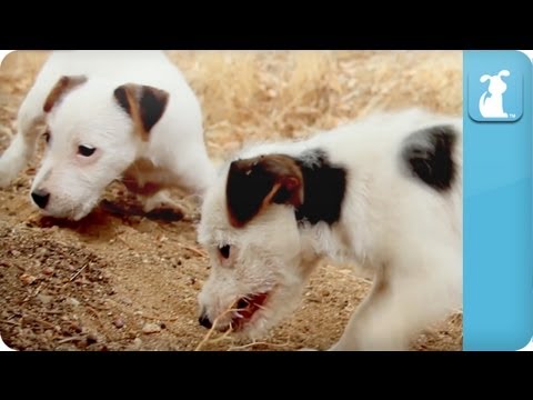 Puppy Love - Jack Russell Terriers - UCPIvT-zcQl2H0vabdXJGcpg