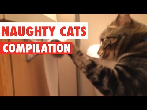 Naughty Cats Video Compilation 2016 - UCPIvT-zcQl2H0vabdXJGcpg