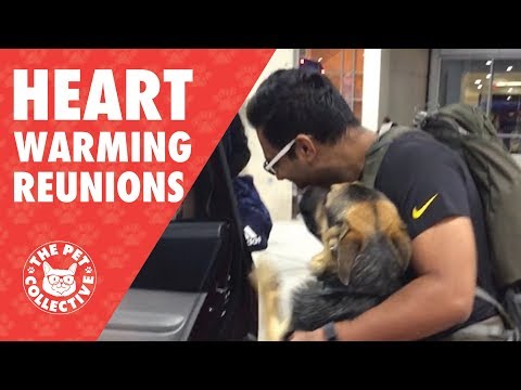 Try Not To Cry | Dogs Reuniting With Their Owners - UCPIvT-zcQl2H0vabdXJGcpg