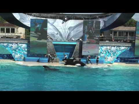 Heart of the Ocean - Whale Show
