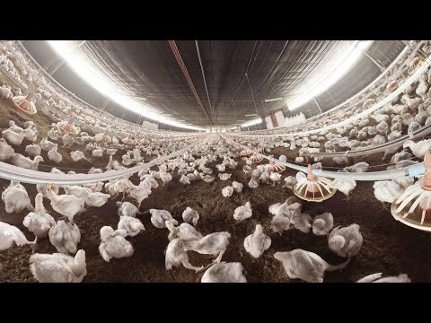 Why Chicken May Be the Food of the Future (360 Video) - UCK7tptUDHh-RYDsdxO1-5QQ