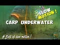 Video sous marines de carpes en slow motion 