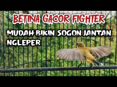 AMPUH MEMIKAT JANTAN‼️SUARA PIKAT SOGON BETINA MEMANGGIL JANTAN