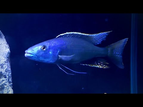 African Cichlid Predators Large aquarium fish eat quite a bit, I hope you enjoy this predator hap feeding video

my Instagram 