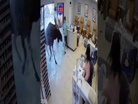 Security Cam Captures Moose Chaos 😳