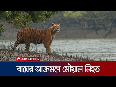 সুন্দরবনে মধু সংগ্রহে গিয়ে বাঘের আক্রমণে মৌয়াল নিহত | Satkhira Tiger Attack Death | Jamuna TV