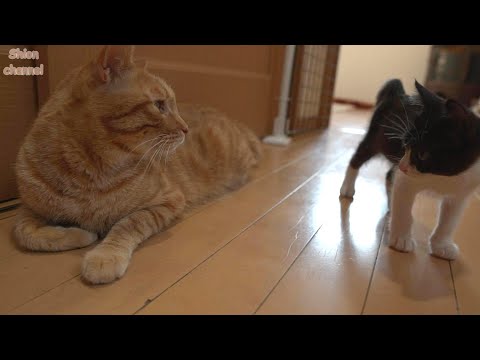 大好きな子猫がやってきておしゃべりが止まらない先住猫