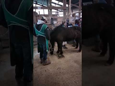 La petite jument et la vétérinaire / Die kleine Stute und die Tierärztin