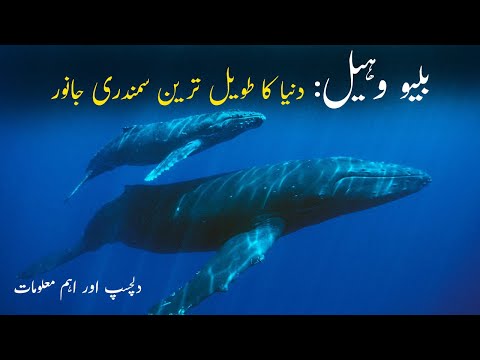 The Blue Whale Documentary | Humpback Whale
