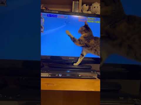猫vsブルーインパルス