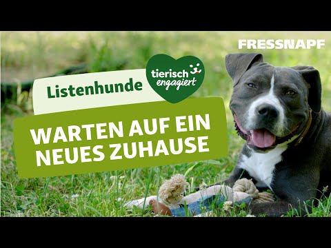 Listenhunde im Tierheim - Patrycjas Engagement | Tierisch engagiert | FRESSNAPF
